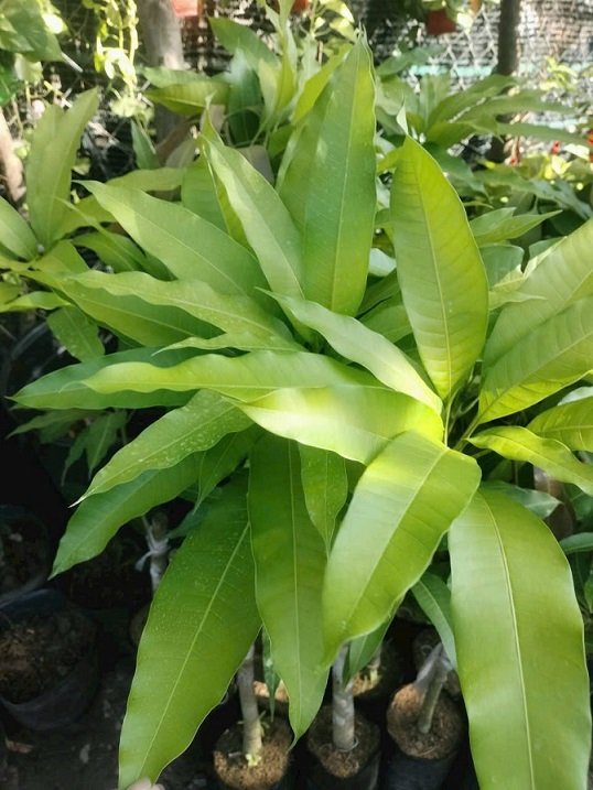 Cây Xoài Tượng Giống 3