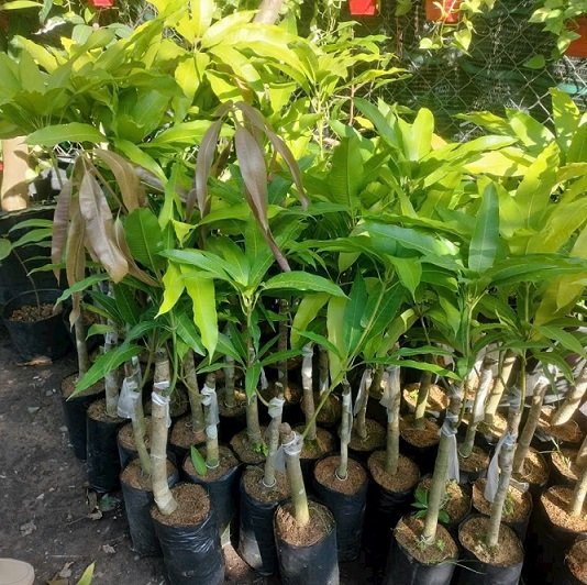 Cây Xoài Tượng Giống