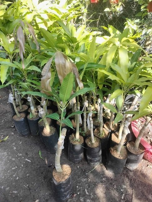 Cây Xoài Tượng Giống 2
