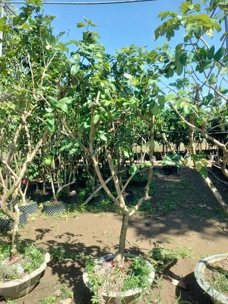 Cây Thanh Nhãn Trồng Chậu (cây trưởng thành) 3