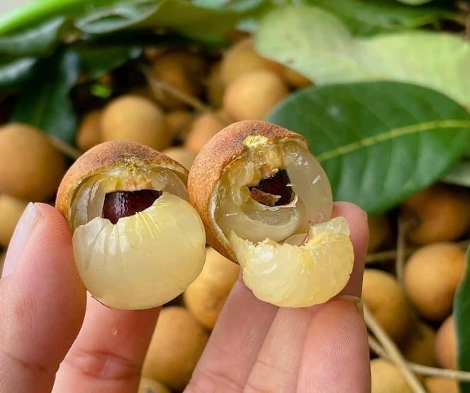 Cây Thanh Nhãn Trồng Chậu (cây trưởng thành)
