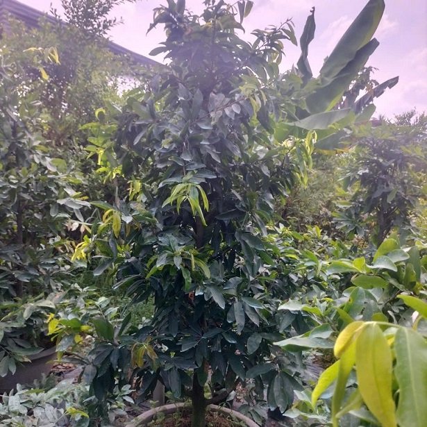 Cây Mai Vàng Chưng Tết Giá Rẻ HCM 3