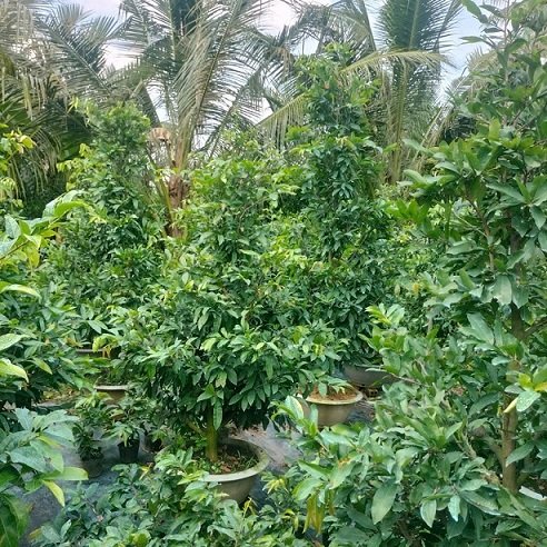 Cây Mai Vàng Chưng Tết Giá Rẻ HCM 2