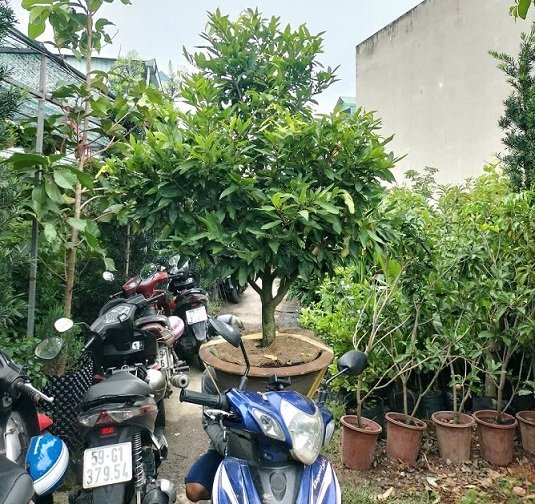 Cây Mai Vàng Chưng Tết Giá Rẻ HCM