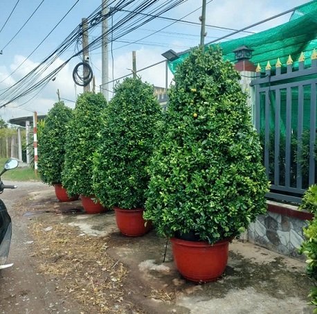 Cây Tắc Dáng Thông (hình tháp) 3