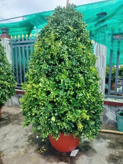 Cây Tắc Dáng Thông (hình tháp)
