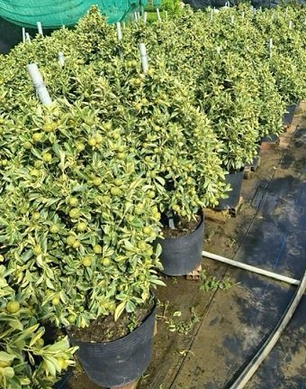 Tắc Cẩm Thạch (cây cao 1m)