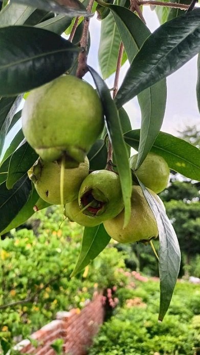 Mận Lý (cây trưởng thành gốc to lớn)