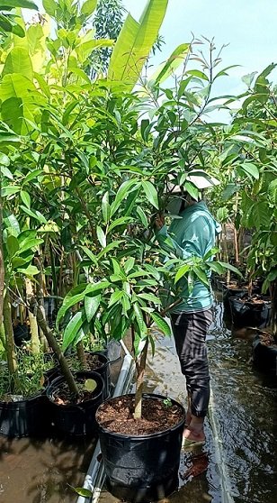 Mận Lý (cây trưởng thành gốc to lớn) 2