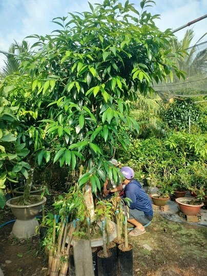 Mận Lý (cây trưởng thành gốc to lớn) 3
