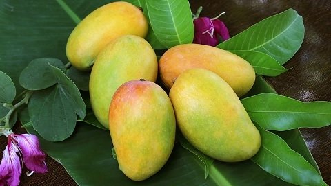 Cây Xoài Thơm