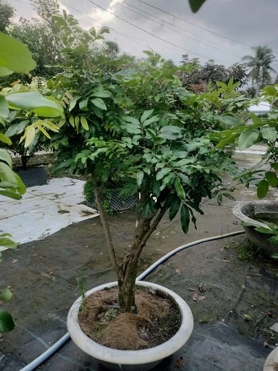 Cây Nhãn Tiêu Trồng Chậu Cao 2m 3