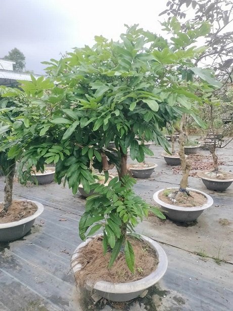 Cây Nhãn Tiêu Trồng Chậu Cao 2m 2