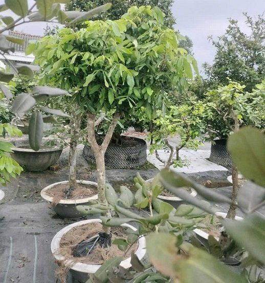 Cây Nhãn Tiêu Trồng Chậu Cao 2m