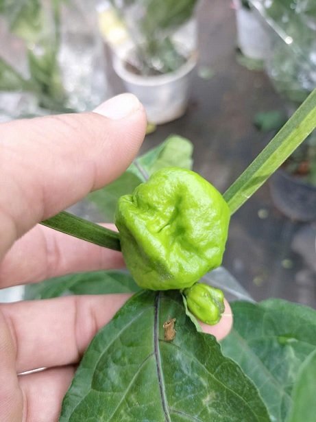 Cây Ớt Cay Nhất Thế Giới (Carolina reaper)