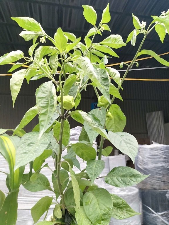 Cây Ớt Cay Nhất Thế Giới (Carolina reaper) 3