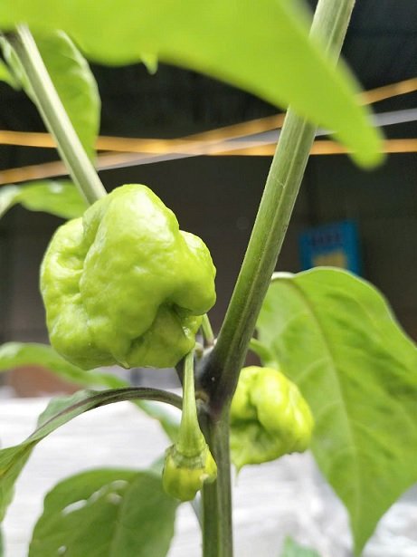 Cây Ớt Cay Nhất Thế Giới (Carolina reaper) 2