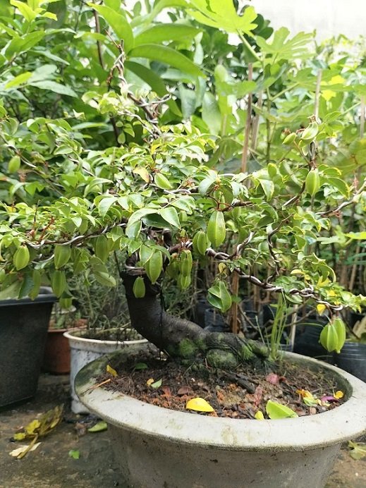 Cây Khế Chua Bonsai Trồng Chậu