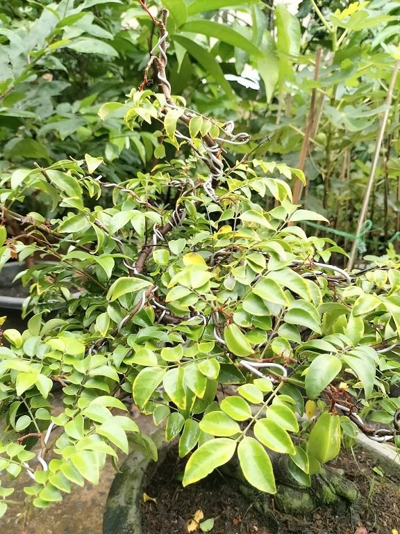 Cây Khế Chua Bonsai Trồng Chậu 2