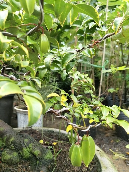 Cây Khế Chua Bonsai Trồng Chậu 3