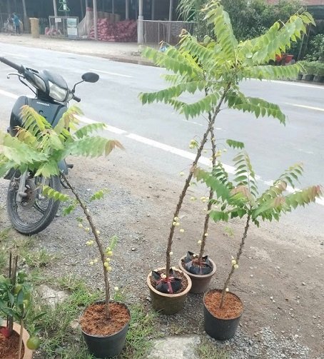 Cây Chùm Ruột Trái Ngọt