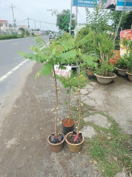 Cây Chùm Ruột Trái Ngọt 2