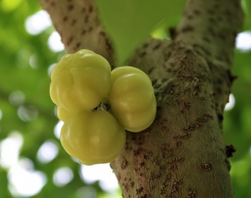 Cây Chùm Ruột Trái Ngọt 3