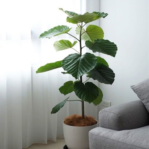 Cây Sung Tình Yêu Lá Lớn (cây nội thất)