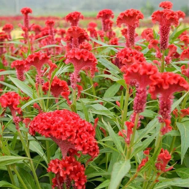 Hoa Mào Gà Chưng Tết 3