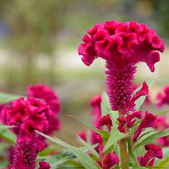Hoa Mào Gà Chưng Tết 2