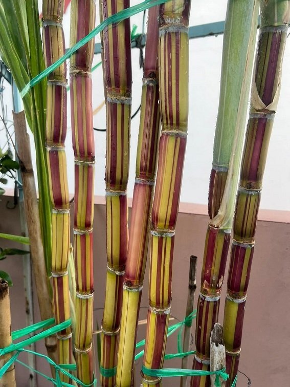 Cây Mía Sọc Hawaii