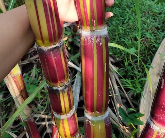 Cây Mía Sọc Hawaii 3