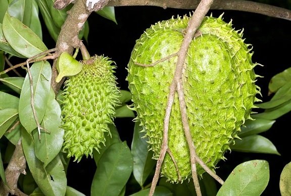 Cây Mãng Cầu Xiêm (mãng cầu gai) Trưởng Thành Cao 3m 3
