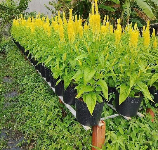 Hoa Mào Gà Phụng Vỹ Chưng Tết