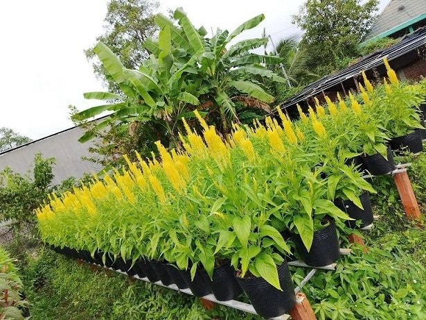 Hoa Mào Gà Phụng Vỹ Chưng Tết 2