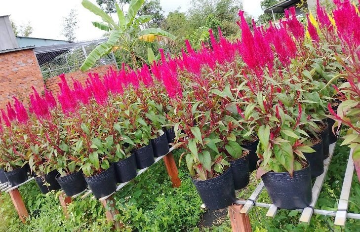 Hoa Mào Gà Phụng Vỹ Chưng Tết 3