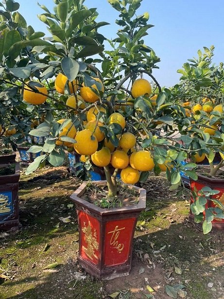 Cây Bưởi Diễn Trái Vàng Chưng Tết