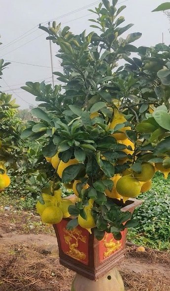 Cây Bưởi Diễn Trái Vàng Chưng Tết 3