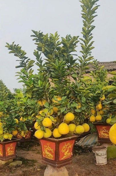 Cây Bưởi Diễn Trái Vàng Chưng Tết 2
