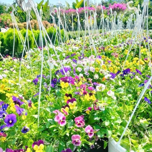Hoa Viola – hoa cánh bướm Pansy