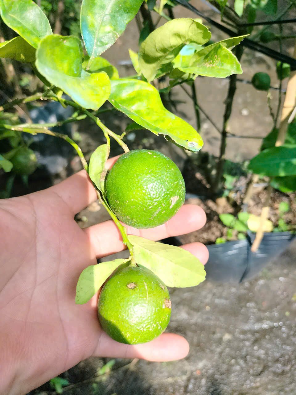 Giống cây chanh giấy