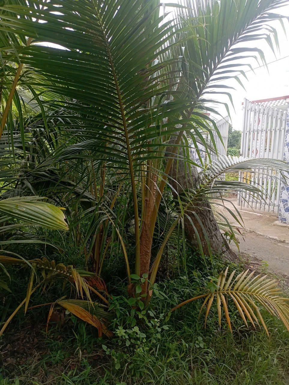 Cây Dừa Xiêm Giá Rẻ (Cây Lỡ)