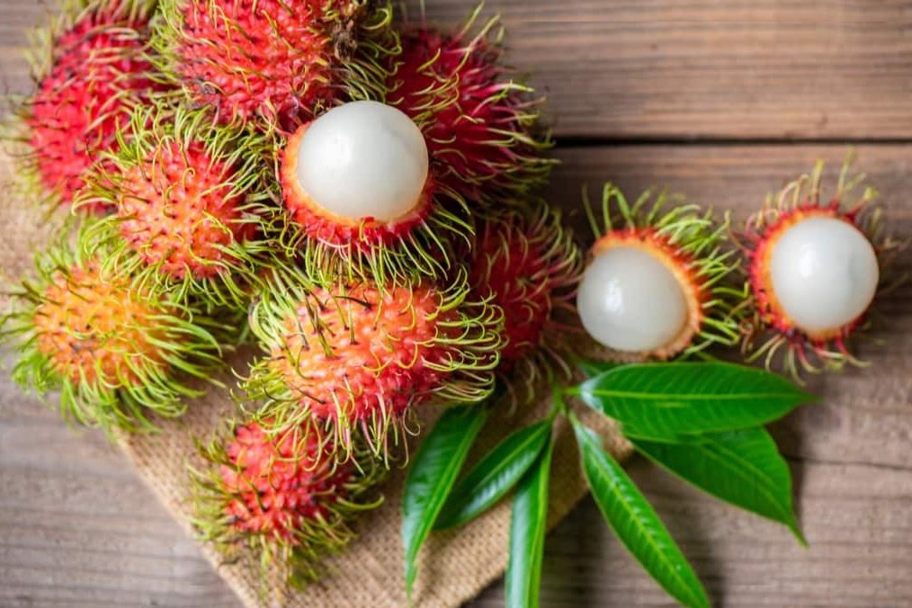 Chôm Chôm Thái Cây Lớn