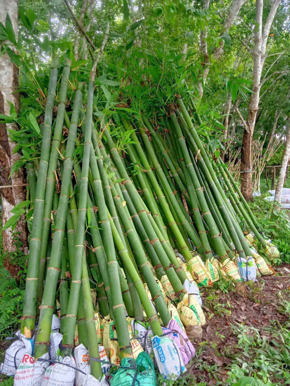 Cây Tre Tàu (Tre Ăn Măng)
