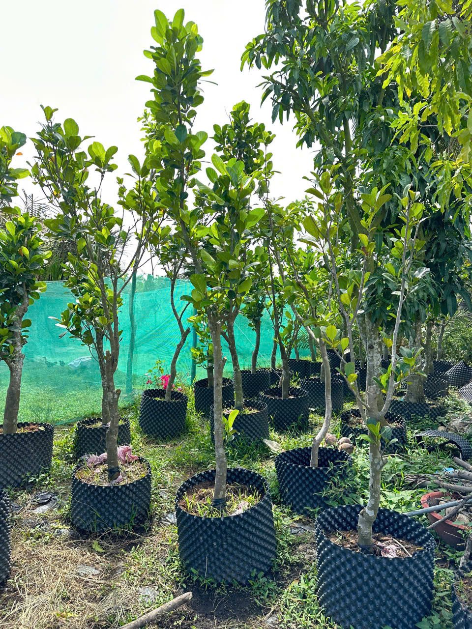 Mít ruột đỏ Indo lá bầu (cây trưởng thành)