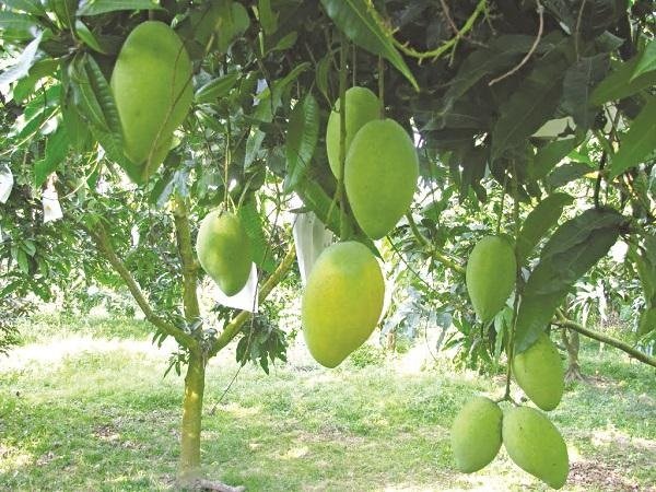 Cây Xoài Tượng (Trưởng Thành Cao 2m) 2
