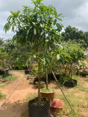 Cây Xoài Tượng (Trưởng Thành Cao 2m)