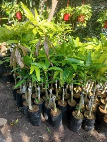 Cây Xoài Tượng (Trưởng Thành Cao 2m) 3