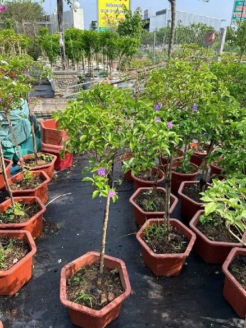 Cây Lài Nhật Một Cốt Dáng Tre