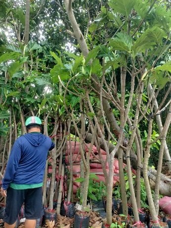 Cây Sa Kê Trưởng Thành